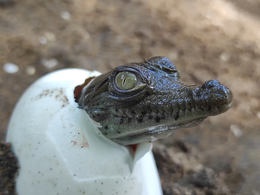 Historia natural de Cocodrilo de río