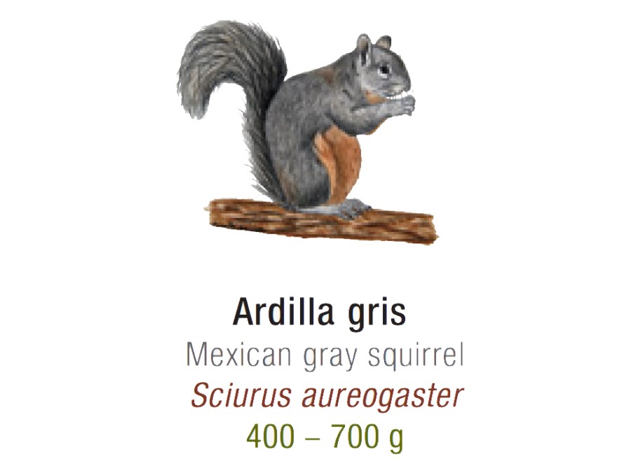 Cuánto mide Ardilla vientre rojo