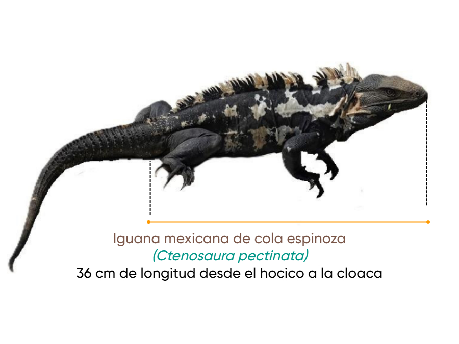 Cuánto mide Iguana negra 