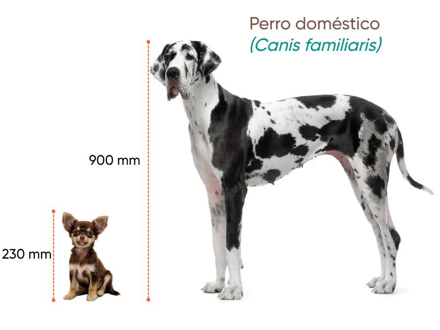 Cuánto mide Perro doméstico