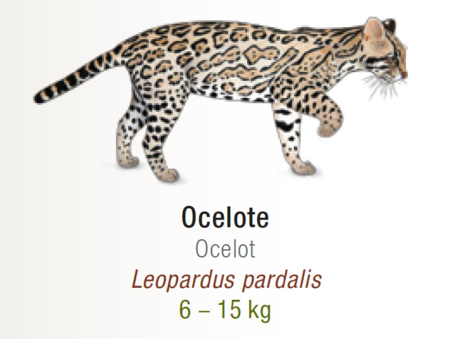 Cuánto mide Ocelote