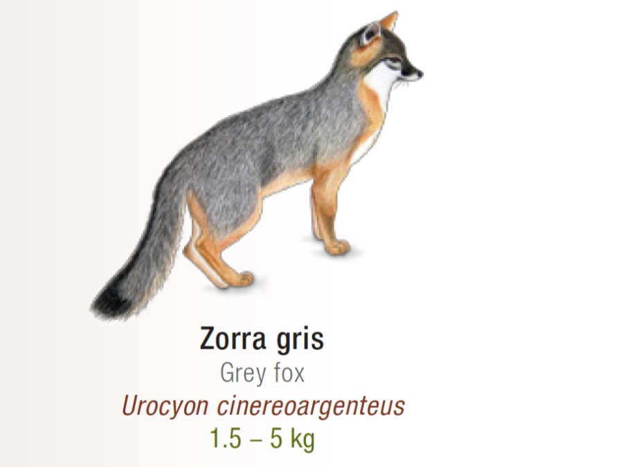 Cuánto mide Zorra gris 