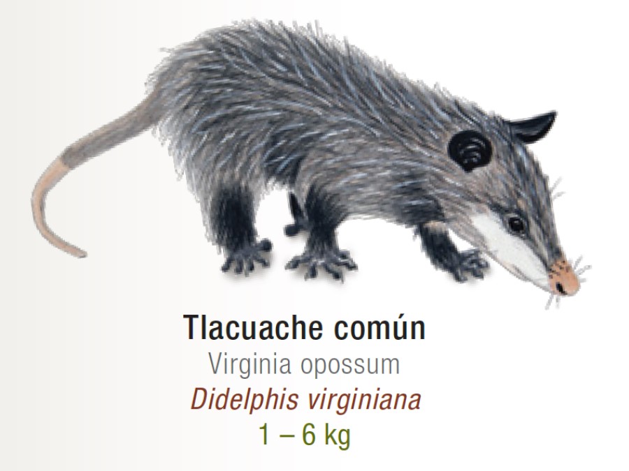 Cuánto mide Tlacuache