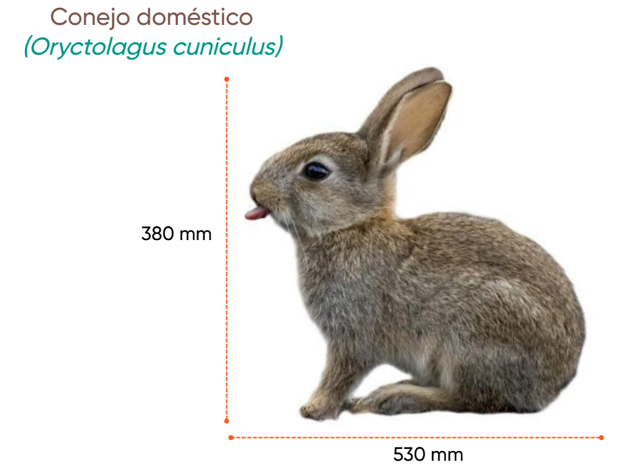 Cuánto mide Conejo doméstico