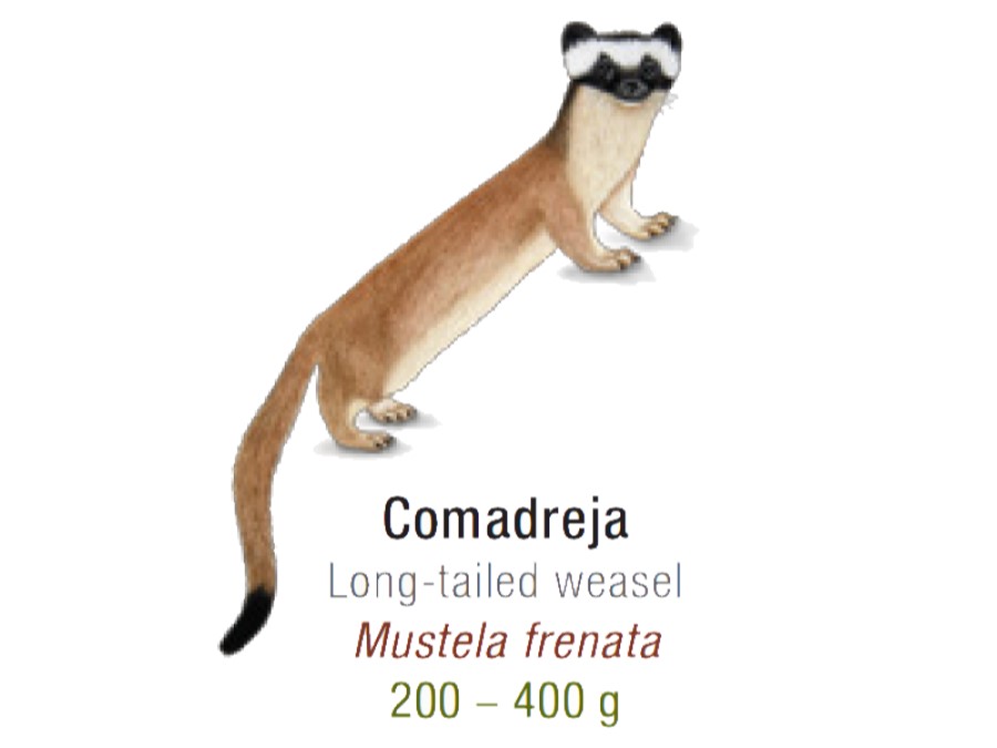 Cuánto mide Comadreja 