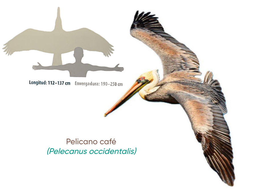 Cuánto mide Pelícano café 