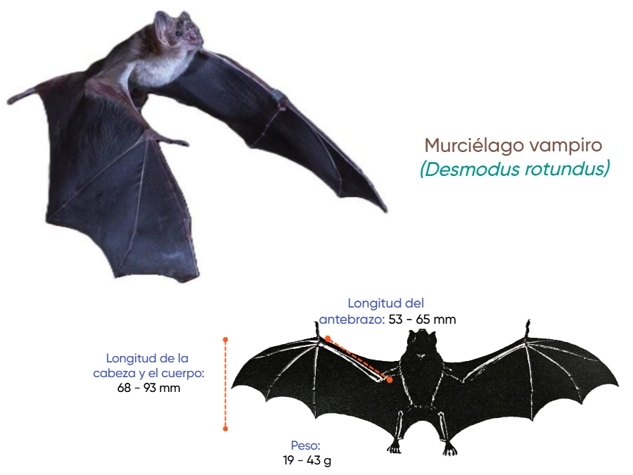 Cuánto mide Murcielago 
