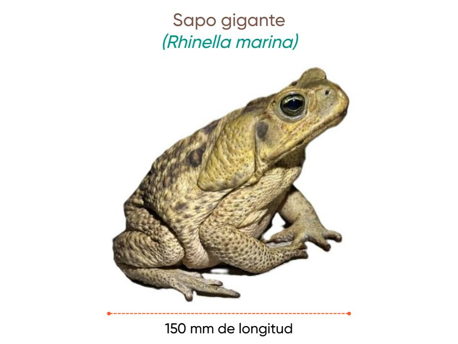 Cuánto mide Sapo gigante