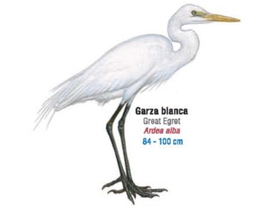 Cuánto mide Garza blanca 