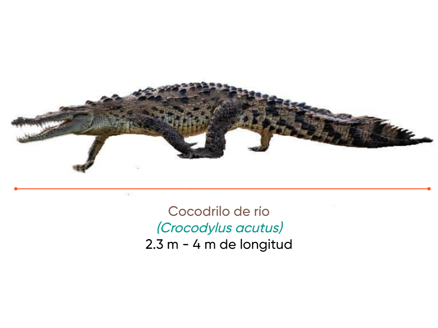 Cuánto mide Cocodrilo de río