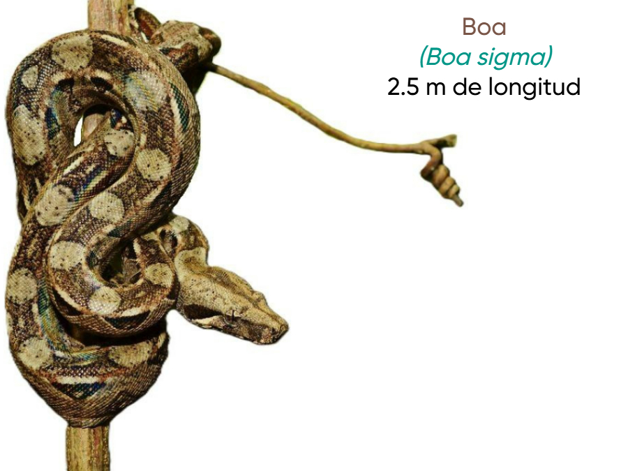 Cuánto mide Boa
